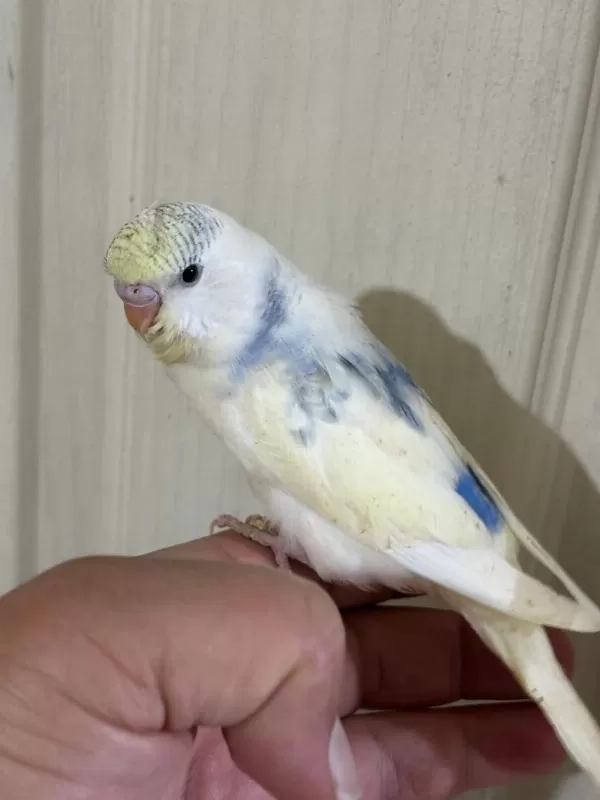 30 Günlük Konuşturmalik Muhabbet Kuşu Bebek