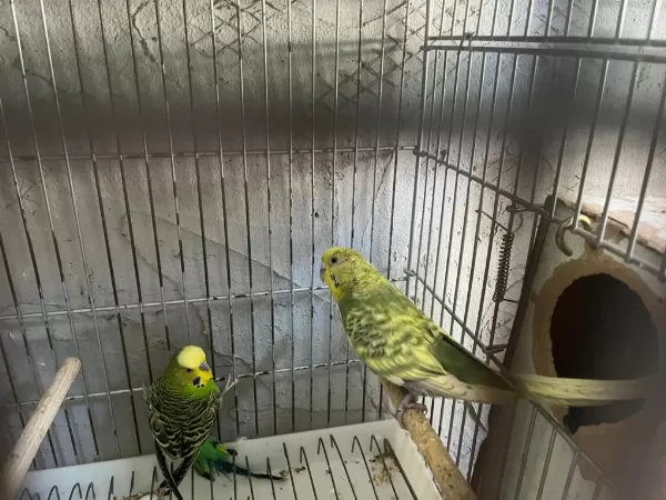 Yavru Garantili Muhabbet Kuşu Takımlar