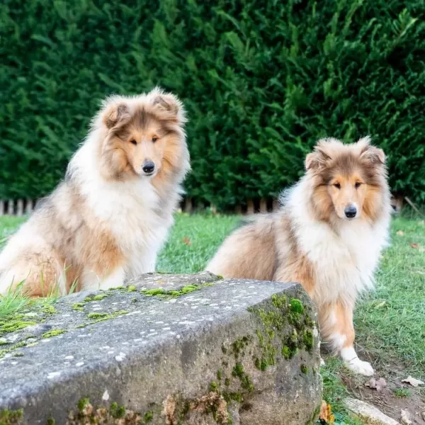 Rough Collie ( Lessie ) Yavrulari