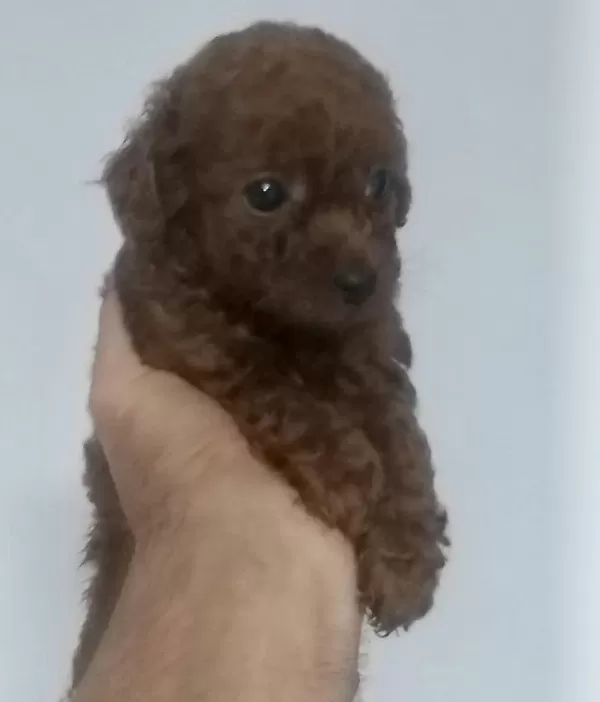Kore Dark Red Erkek Yavru Poodle