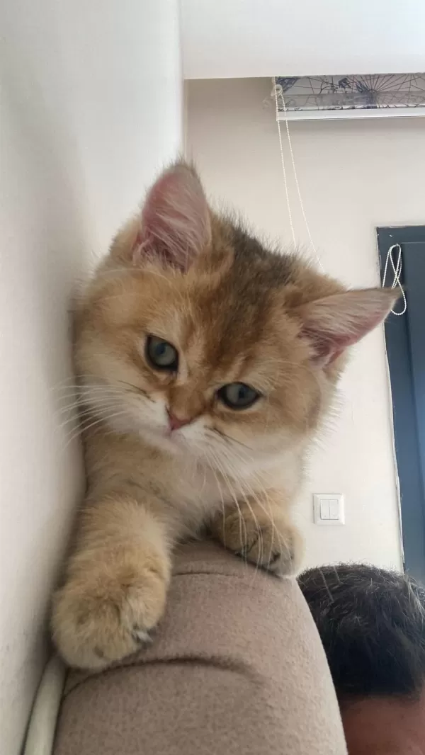 British Shorthair Dişi Yavrumuz