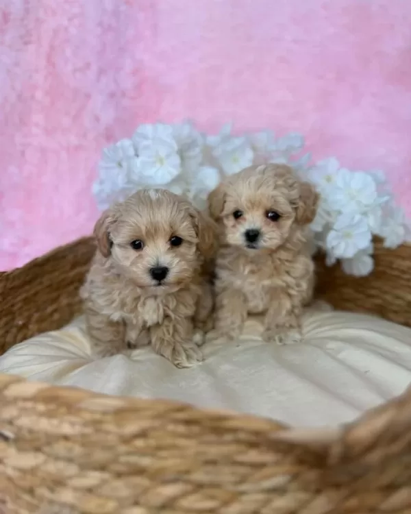 İrk Garantili Maltipoo Yavrulari