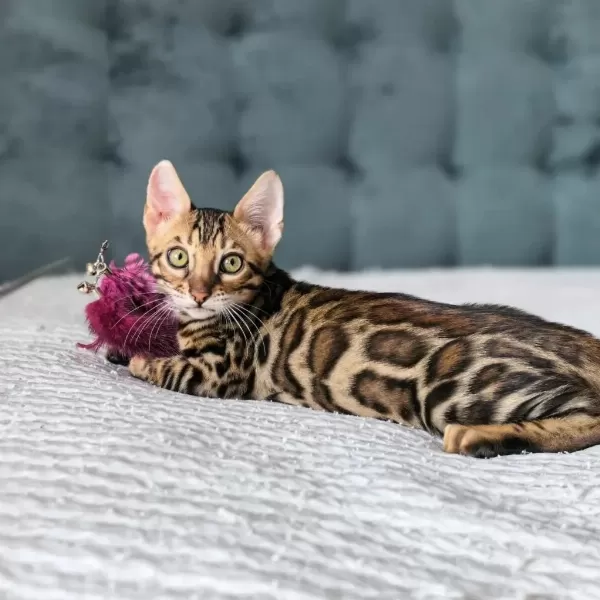 Üst Kaliteli Bengal Erkek