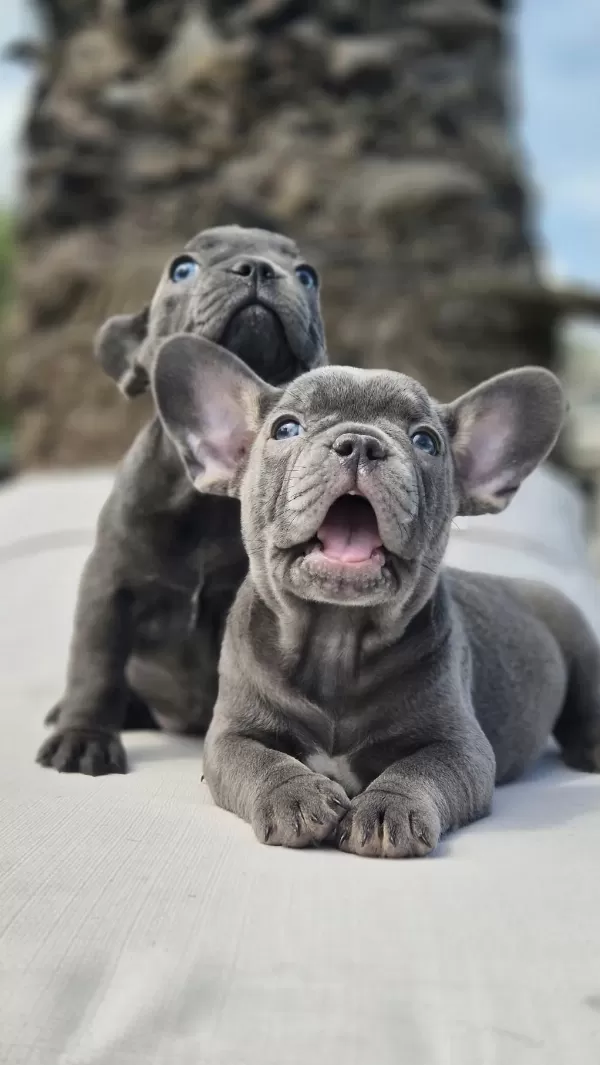 En Özel French Bulldog Yavruları Çiftlikten