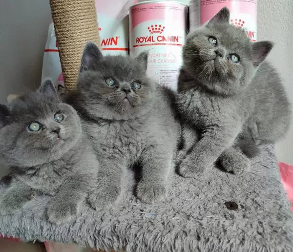 Panda Surat Orjinal Safkan British Shorthair Yavrularımız