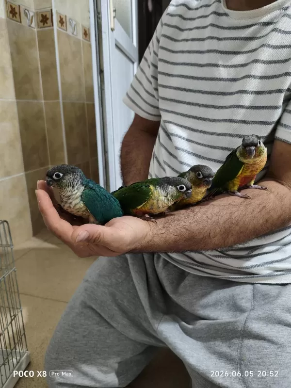 Bebek Konur Papağanı