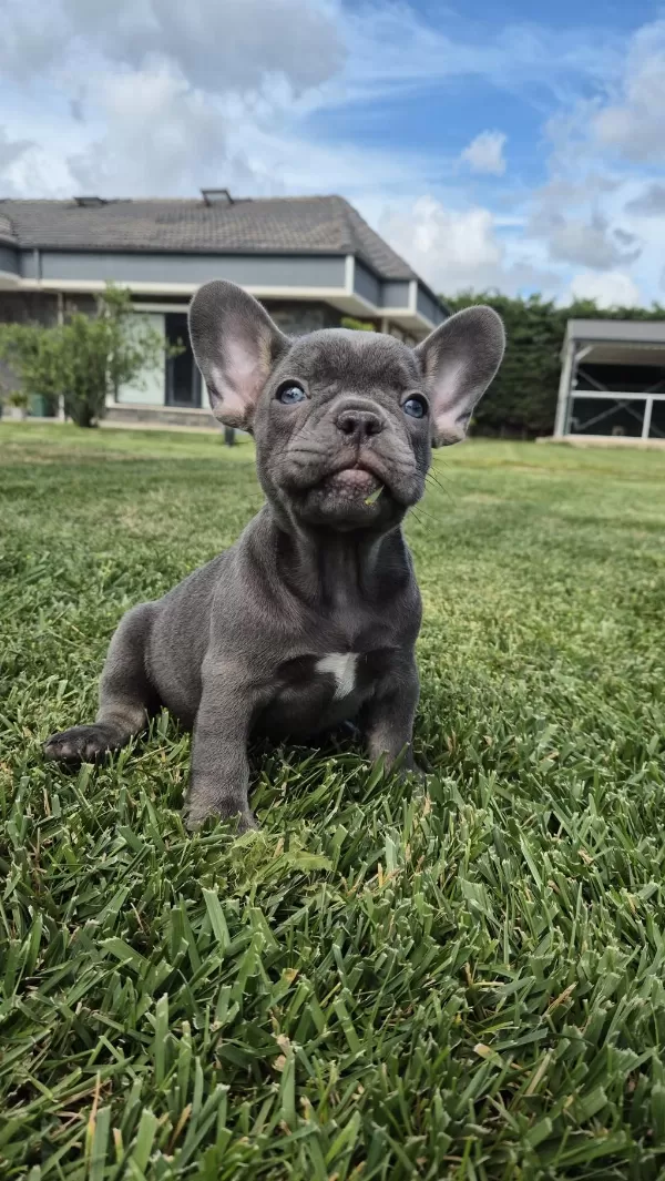 Blue French Bulldog Yavruları İstanbul