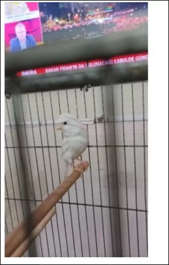 2 Yaşında Güzel Nazik Ötümlü Erkek Kanarya