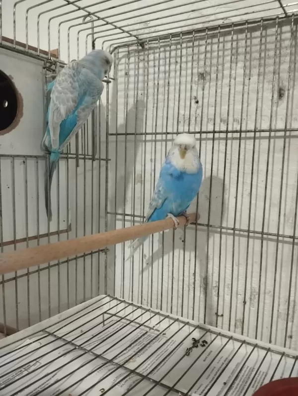 2 Yaşında Yavru Alınmış Muhabbet Kuşu Takımı