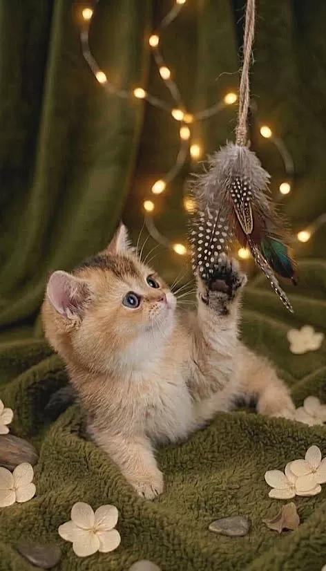 British Shorthair Golden Yavrular