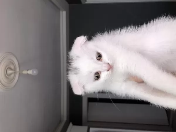 Scottish Fold Yavrularımıza Yeni Yuvalarını Arıyoruz