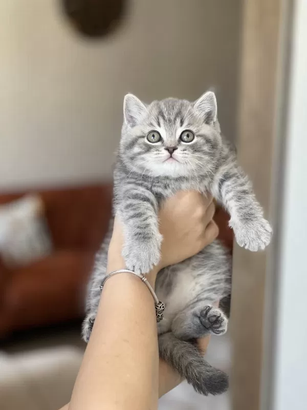 Ayi Surat British Shorthair Yavrum