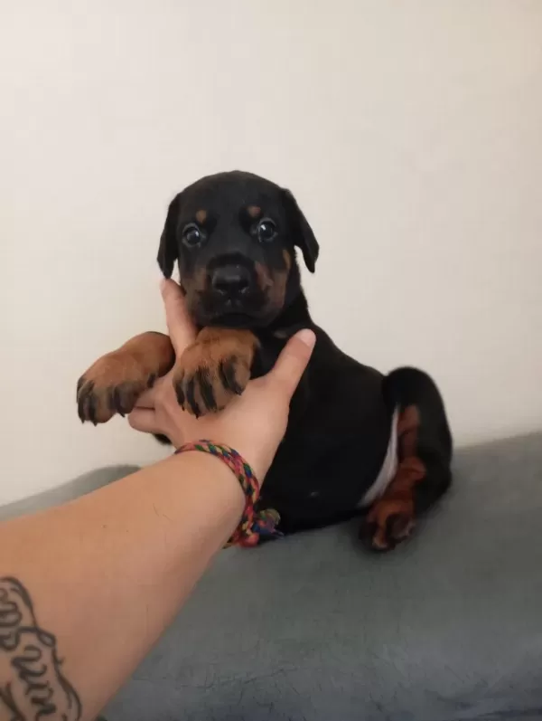 Doberman Bebekler Kapınıza Kadar Teslim Ediyoruz