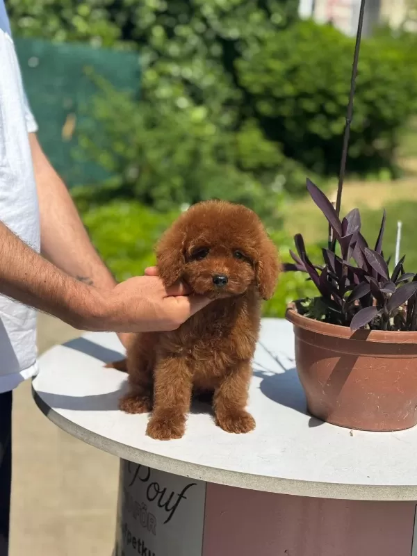 Orjinal Red Toy Poodle Yavrularımız