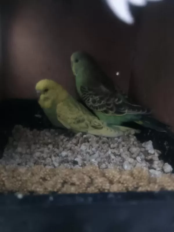 Jumbo Muhabbet Kuşu Yavrular