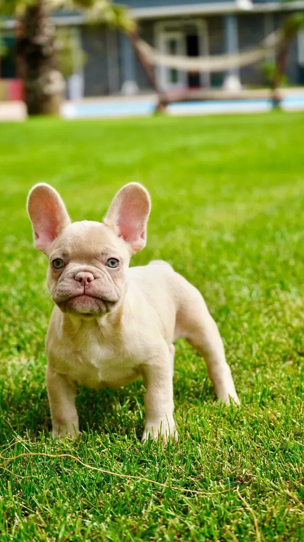French Bulldog Yavruları Çiftlikten