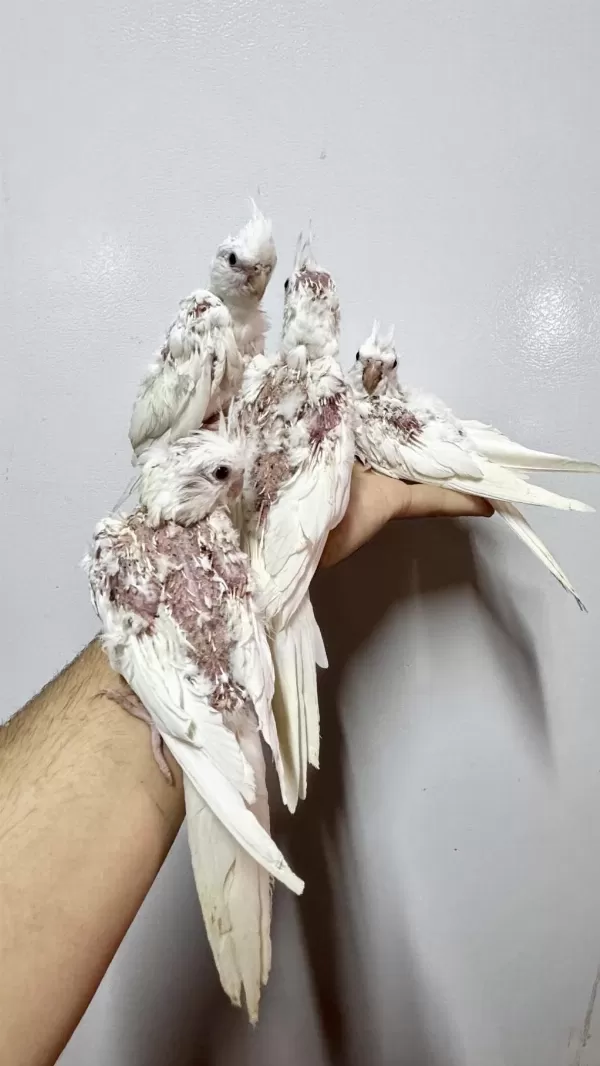Albino Ve Wf Pearl Sultan Papağanı Yavruları