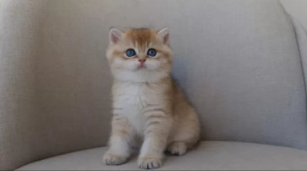 Dişi Golden British Shorthair