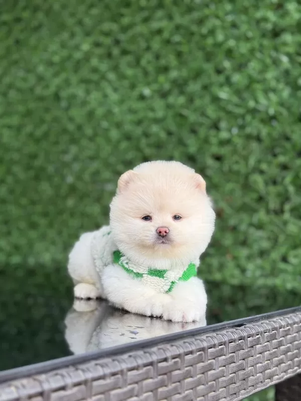 Sağlik Ve İrk Garantili Pomeranian Köpekler
