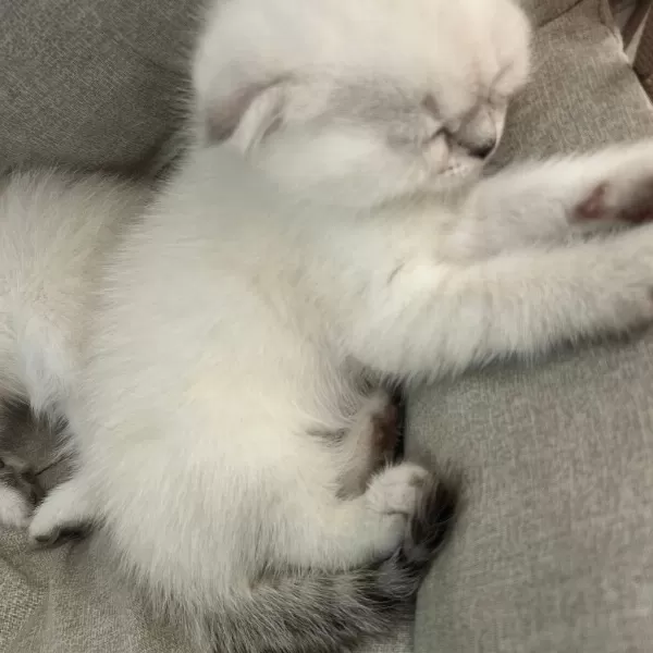 Teslime Hazir Mükemmel Bir Scottish Fold Ponçikler