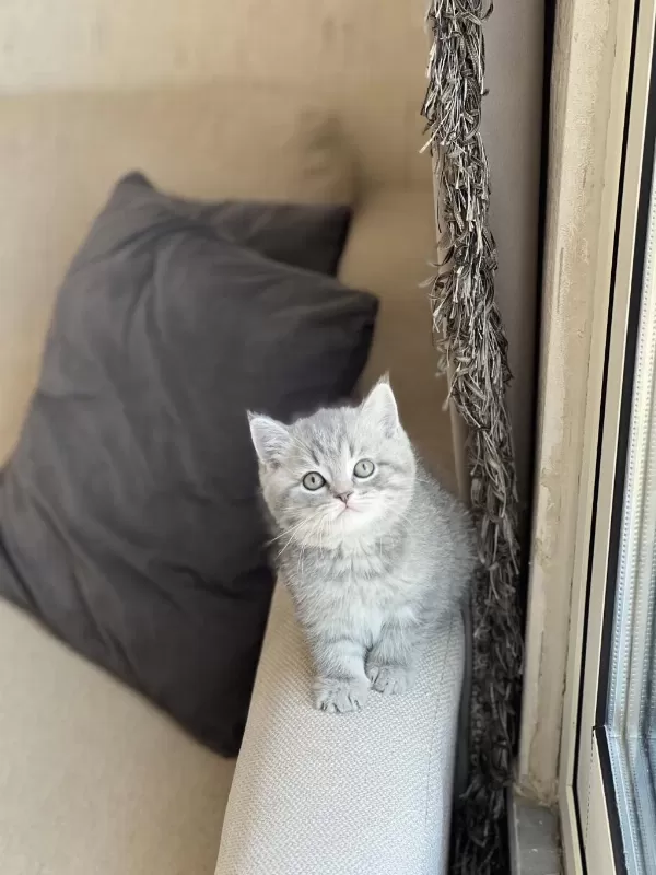 İnsan Canlisi Sevimli British Shorthair Yavrum