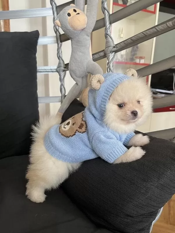 Sağlıklı Pomeranian Ayicik