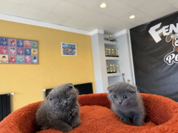 Top Kafa Scottish Fold Yavrulari Fenomen Pet Shop