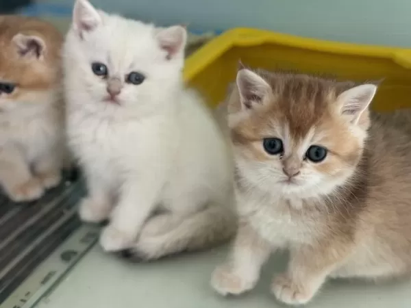 En Güzel British Shorthair Yavrularımız Ziyarete Açık