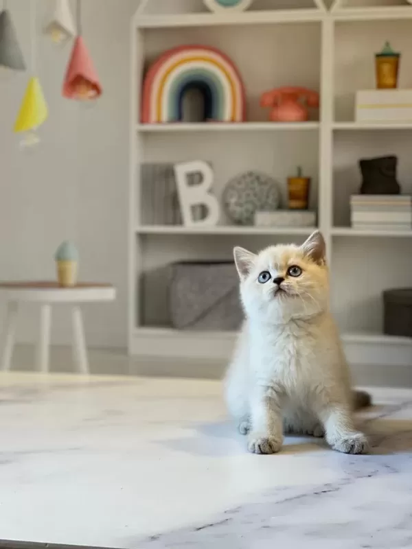 Birbirinden Güzel British Shorthair Yavrularim