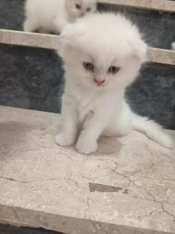 Safkan Orjinal Bebek Kediler
