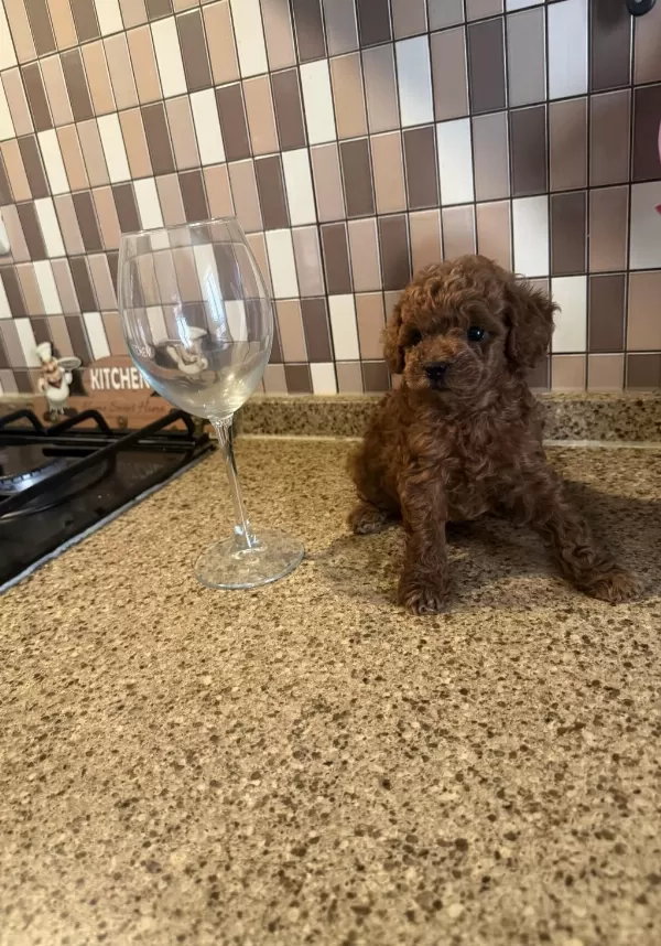 Dişi Ve Erkek Kore Korekan Poodle Yavrularım
