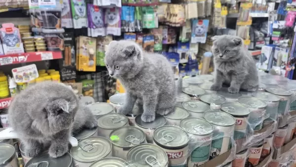 Dünya Tatlısı Çok Çok Özel Scottish Fold Bebekler