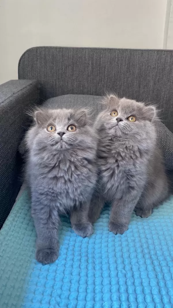 British Longhair Yavrularım