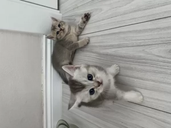 Scottish Fold Ve Scottish Straight Kediler İçin Ulaşın
