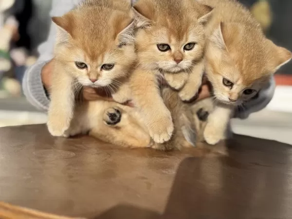 Show Kalite Ny12 Golden British Shorthair Yavrular