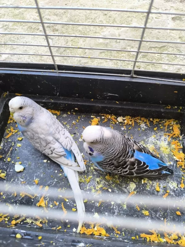 Jumbo Muhabbet Kuşu Takım