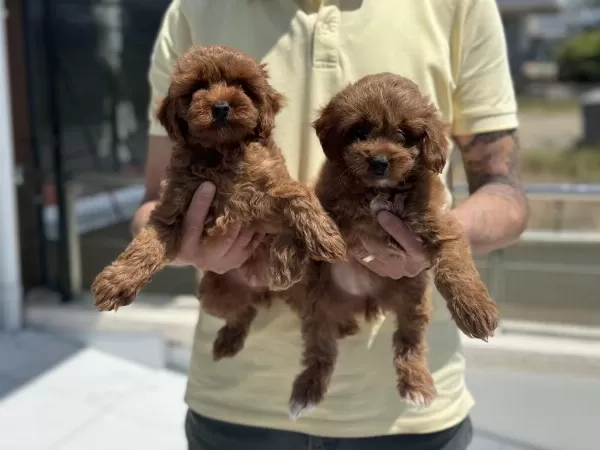 Petmode Köpek Çiftliğinden Ziyarete Maltipoo