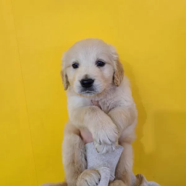Golden Retriever Yavrulari