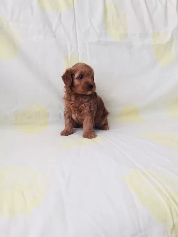 Red Brown Poodle Yavrular Ev Üretimi