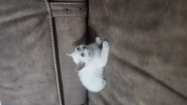 Beyaz Scottish Fold Prens