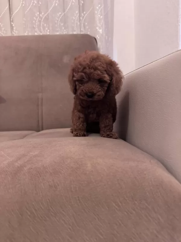 Core Poodle Yavrum Sağlik Ve İrk Garantilidir