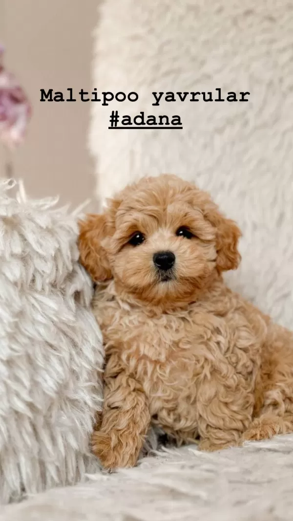 Kore Maltipoo Yavruları