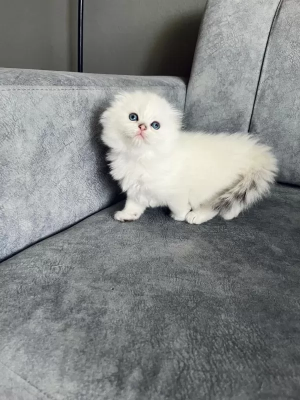 2 Aylik Erkek Uzun Tüylü Scottish Fold