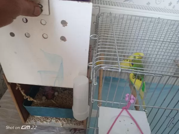 3 Yavrusuyla Birlikte Satılık Takım Muhabbet Kuşu