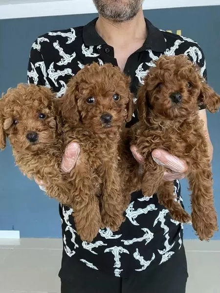 Wc Egitimli Toy Poodle Yavrularımız Fenomen Pets Ankara