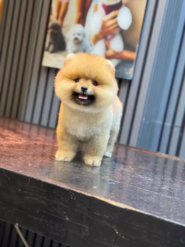 Pomeranian Boo Yavrularim