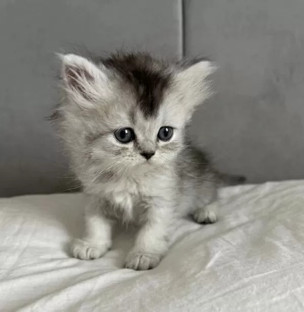 British Longhair Yavru Kedimizi Sahiplendirme