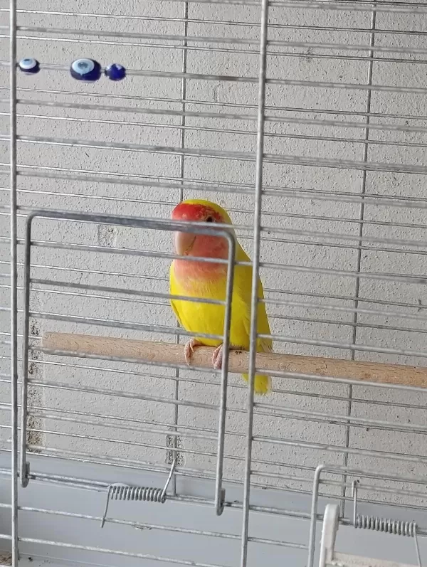 3 Aylık Lutino Sevda Papağanı