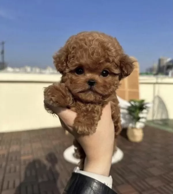 Sağlıklı Toy Poodle Safkan