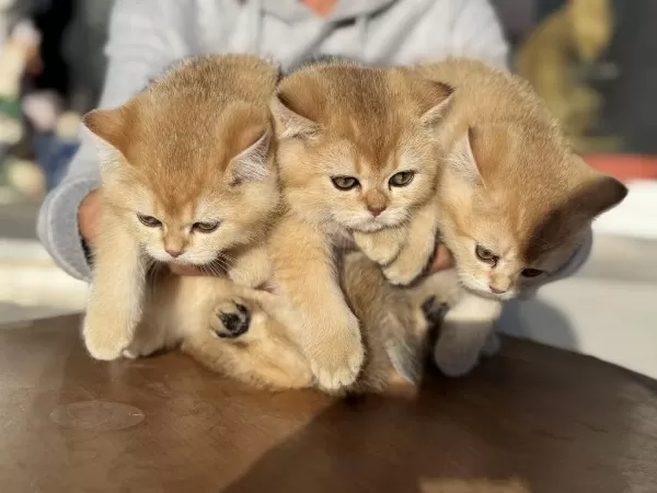 Show Kalite Ny12 Golden British Shorthair Yavrular